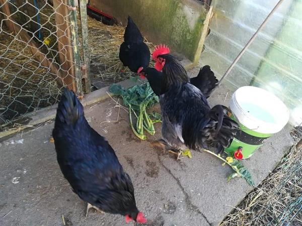 Ovos Galados Pedr S Portuguesa Jersey Azul Ou Preto E Sedosas Do Jap O