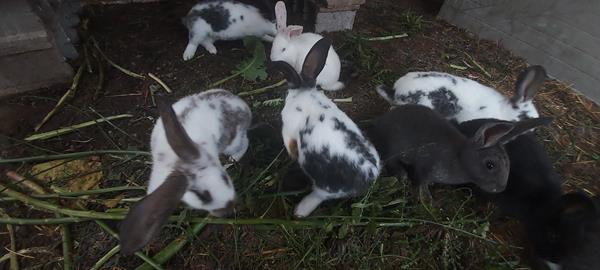 Coelhos Para Cria O Engorda Consumo Imediato Pre O Kg Loja