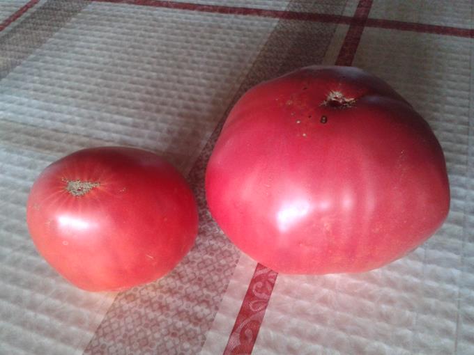 Sementes de tomate Coração-de-Boi (Trás-os-Montes) c/ Portes