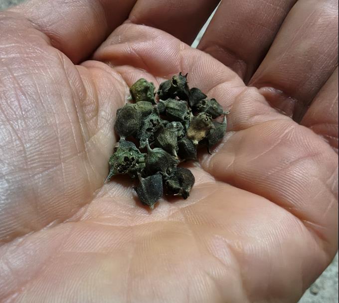 Espinafre sementes c/ Portes