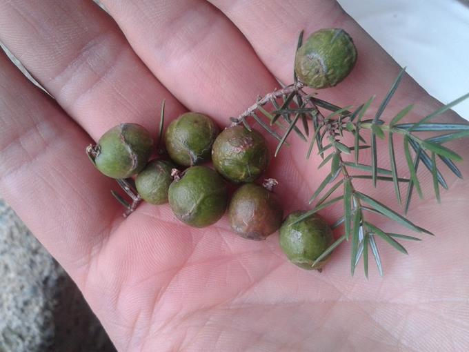 Bagas de Zimbro