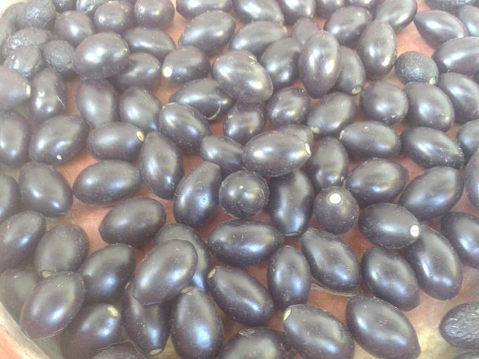 Sementes de Loureiro