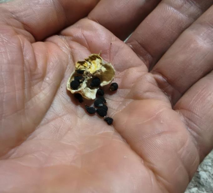 Sementes Jacinto c/ Portes