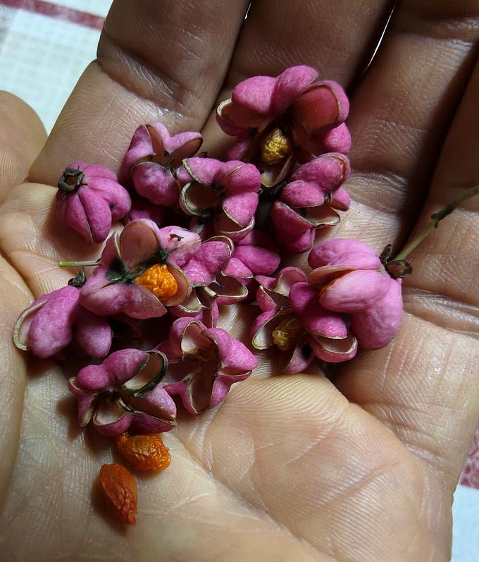 Sementes de Barrete-de-Padre c/ Portes