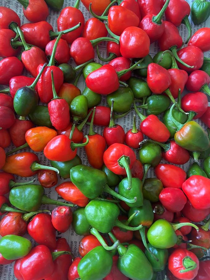 Sementes de malaguetas/pimentas nepalesas Dalle Khursani
