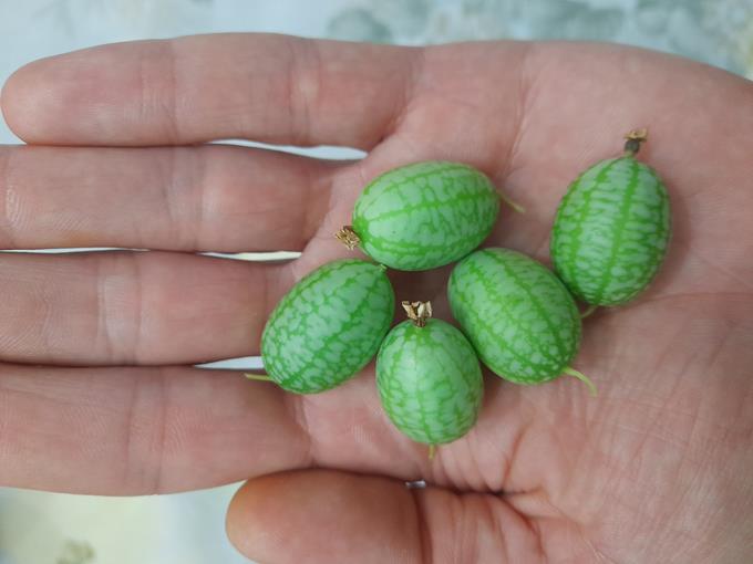 Pepino Cucamelon - Mini-melância