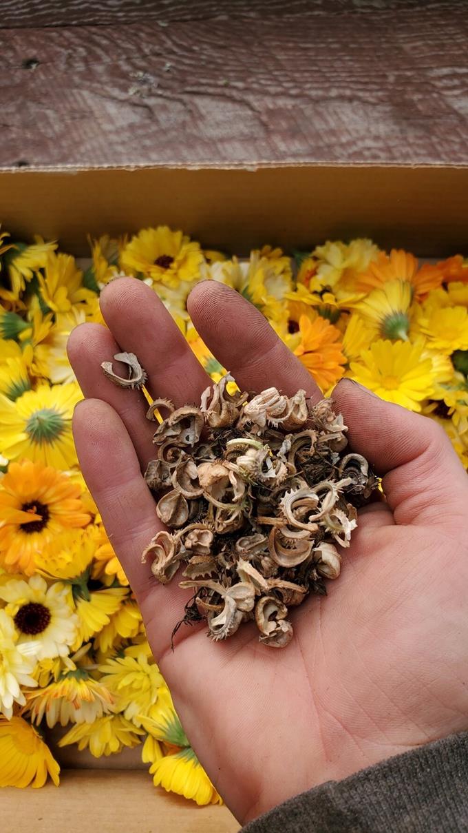 Calendula officinalis - Calendula Marigold pacific beauty