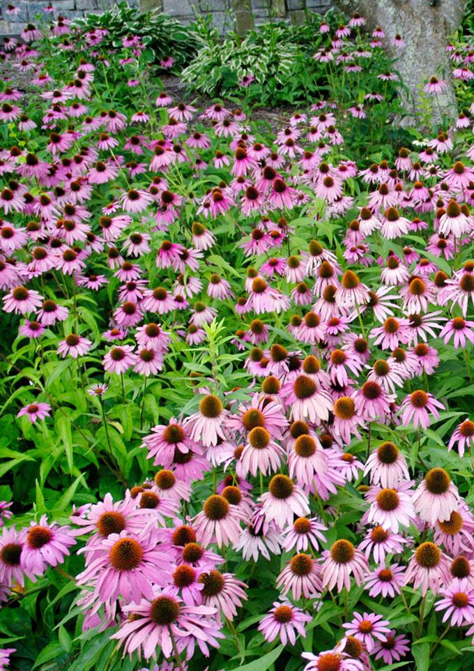 Echinacea Purpurea coneflower - flor roxa/rosa 1-100 gramas