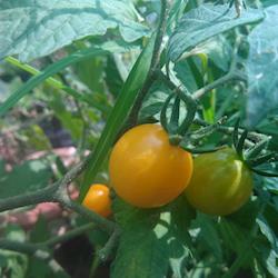 Tomate cereja milflor