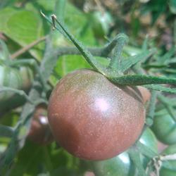 Tomate cereja chocolate