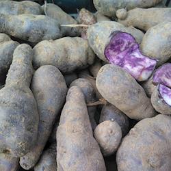 Batata vitelotte
