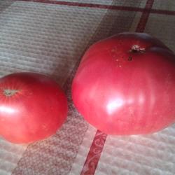 Sementes de tomate Coração-de-Boi (Trás-os-Montes) c/ Portes