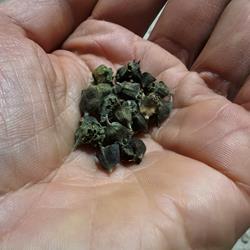 Espinafre sementes c/ Portes