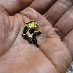 Sementes Jacinto c/ Portes