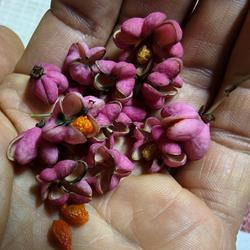 Sementes de Barrete-de-Padre c/ Portes