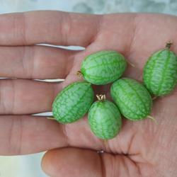 Pepino Cucamelon - Mini-melância