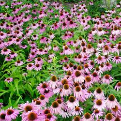 Echinacea Purpurea coneflower - flor roxa/rosa 1-100 gramas