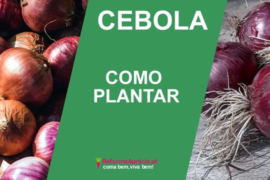 Como Plantar Cebola