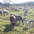 O Futuro é Seco?  Como o Algarve Está a Reinventar a Agricultura.