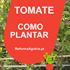 Guia: Como Plantar Tomate