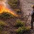 Sabia que as queimadas tradicionais prejudicam a fertilidade do solo?