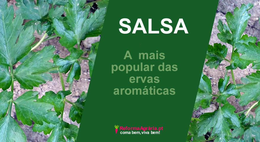 A Salsa, Petroselinum crispum