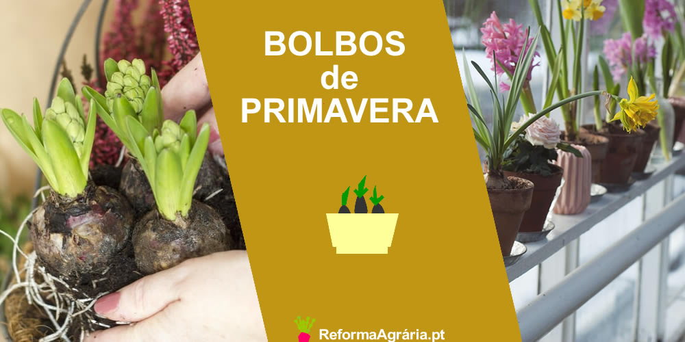Bolbos de Primavera, quando plantar. Lista de Bolbos de Flores Primaveris, que pode plantar entre janeiro e maio. | Reforma Agrária