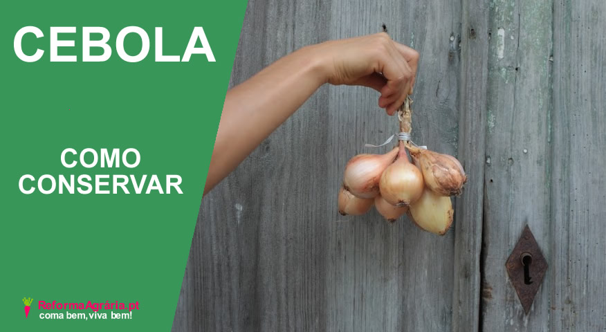 cambos de cebolas, como armazenar as cebolas após a colheita| Reforma Agrária