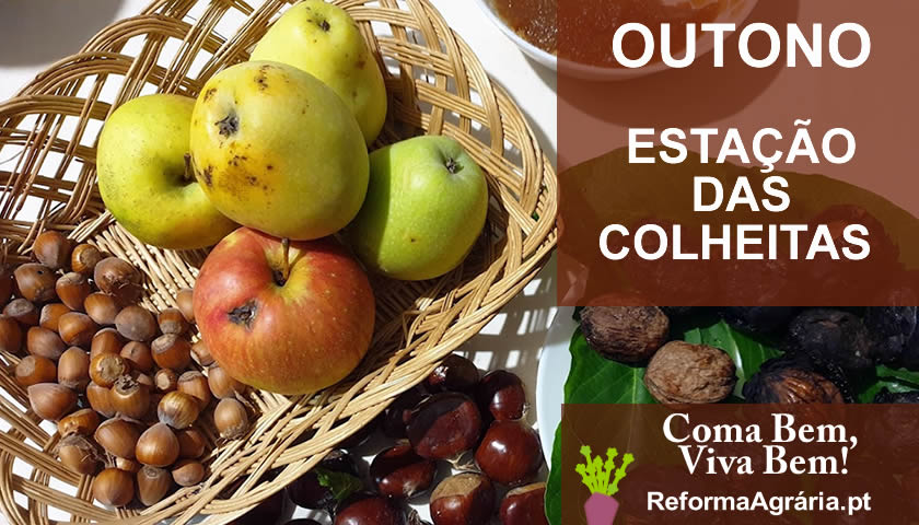 Outubro é o mês das Colheitas de Outono e brinda-nos com uma grande abundância de abóboras, fruta e frutos secos.| Reforma Agrária