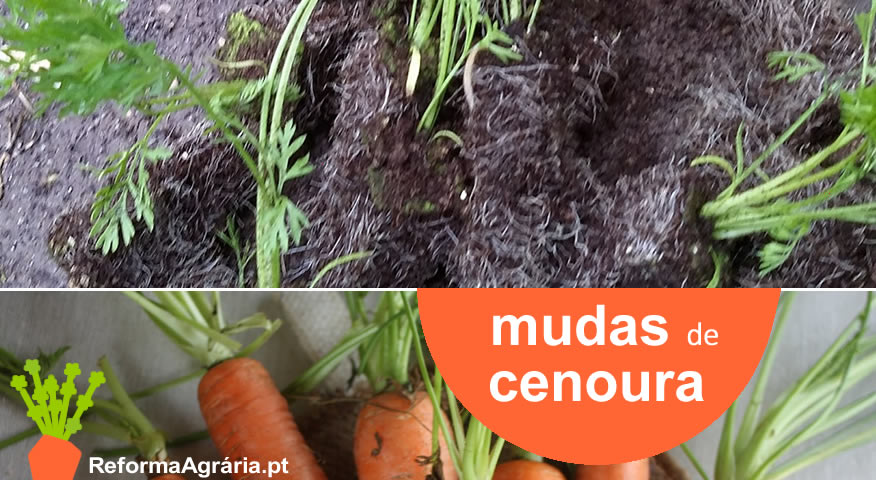 como plantar cenouras a partir de mudas| Reforma Agrária