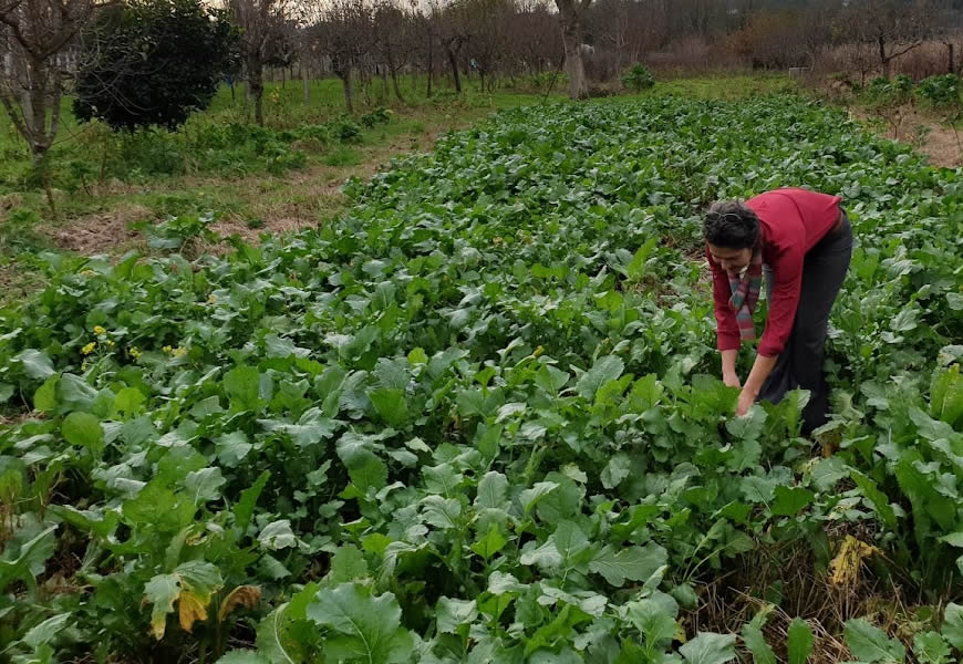 A Horta em Sistema Agroflorestal versus a Horta Tradicional|Reforma Agrária