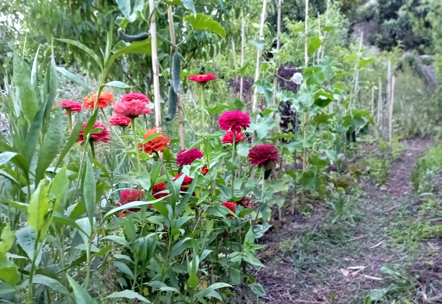 O que é uma Horta em Sistema Agroflorestal?| Reforma Agrária