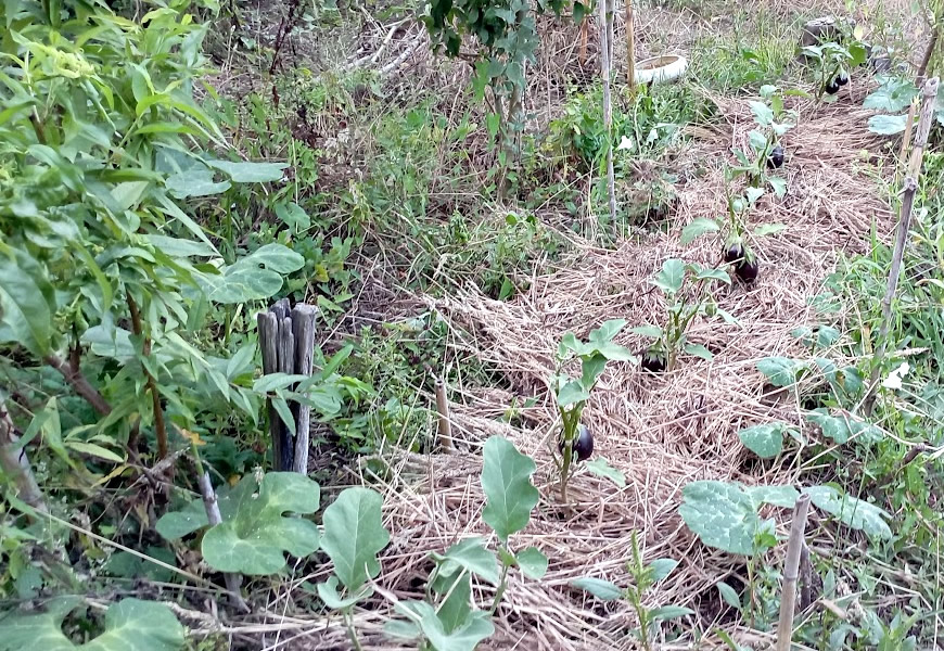 O que é uma Horta em Sistema Agroflorestal?| Reforma Agrária