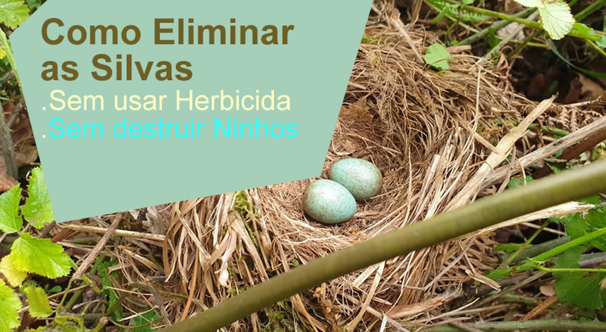 Como Eliminar as Silvas de vez sem destruir Ninhos  | ReformaAgraria.pt