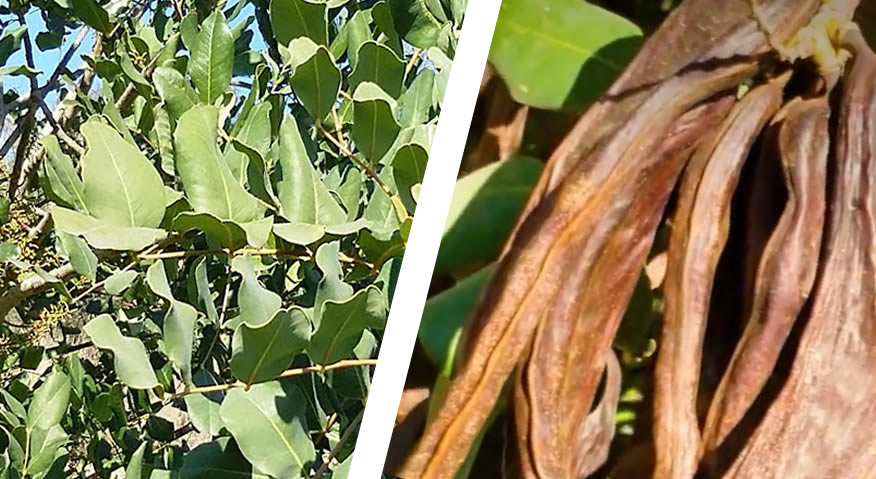 projeto “AGRO + EFICIENTE” | Cultivo das Alfarrobeiras e Pitaias no Algarve - A Agricultura + Sustentável como ativo estratégico para o Algarve 