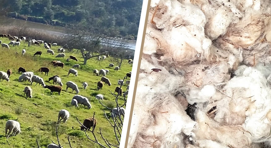 projeto “AGRO + EFICIENTE” | Cultivo das Alfarrobeiras e Pitaias no Algarve - A Agricultura + Sustentável como ativo estratégico para o Algarve 