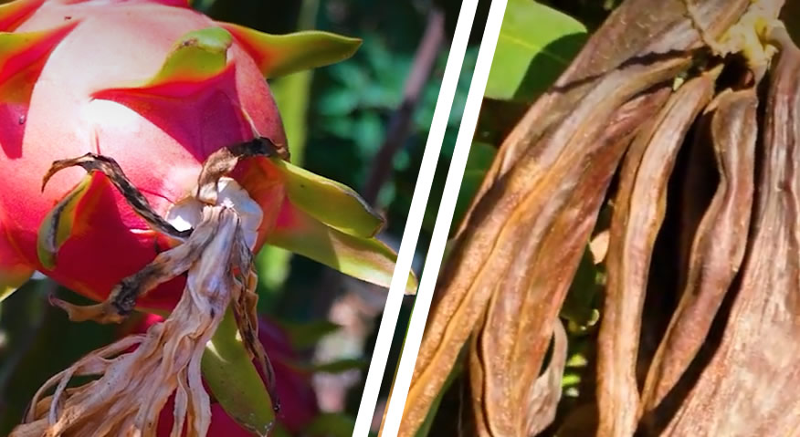 projeto “AGRO + EFICIENTE” | Cultivo das Alfarrobeiras e Pitaias no Algarve - A Agricultura + Sustentável como ativo estratégico para o Algarve 
