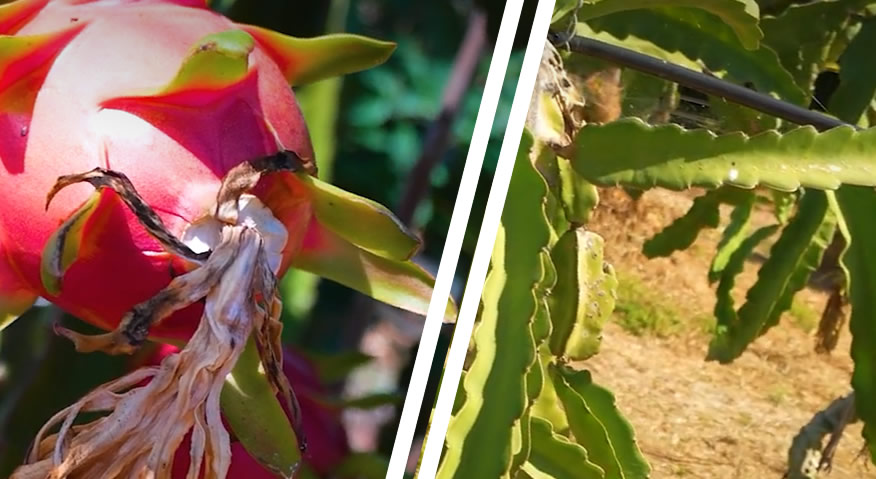 projeto “AGRO + EFICIENTE” | Cultivo de Pitaias no Algarve - A Agricultura + Sustentável como ativo estratégico para o Algarve 