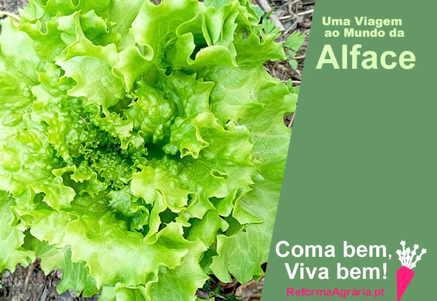 Uma Viagem à Volta do Mundo da Alface | Reforma Agrária 