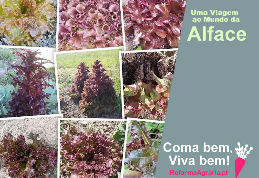 Uma Viagem à Volta do Mundo da Alface | Reforma Agrária 