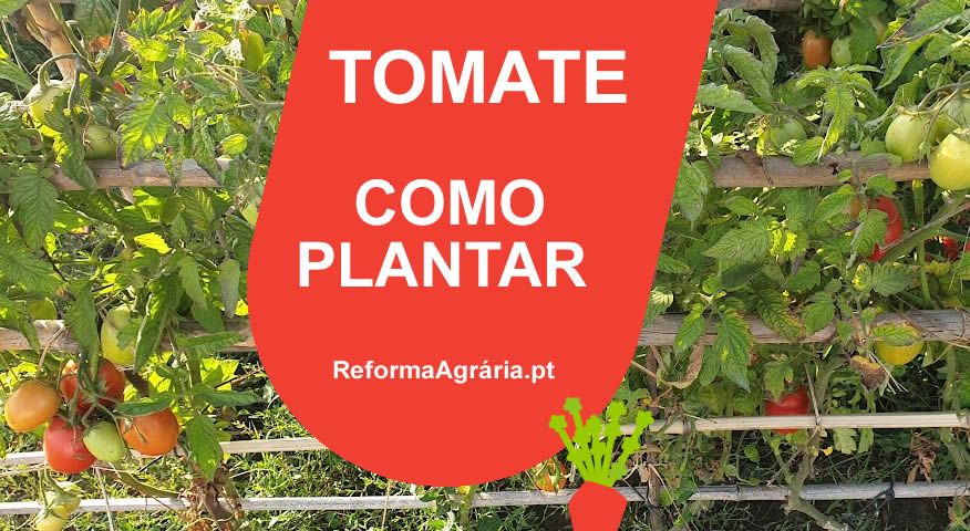 Manual para Plantar Tomates - Como Semear, Plantar, Colher e Cuidar do Seu Tomateiro