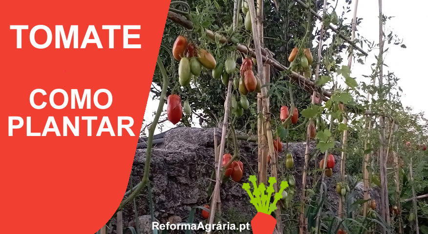Manual para Plantar Tomates - Como Semear, Plantar, Colher e Cuidar do Seu Tomateiro