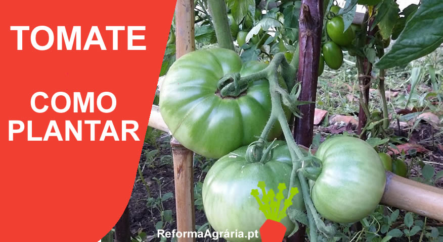 Manual para Plantar Tomates - Como Semear, Plantar, Colher e Cuidar do Seu Tomateiro