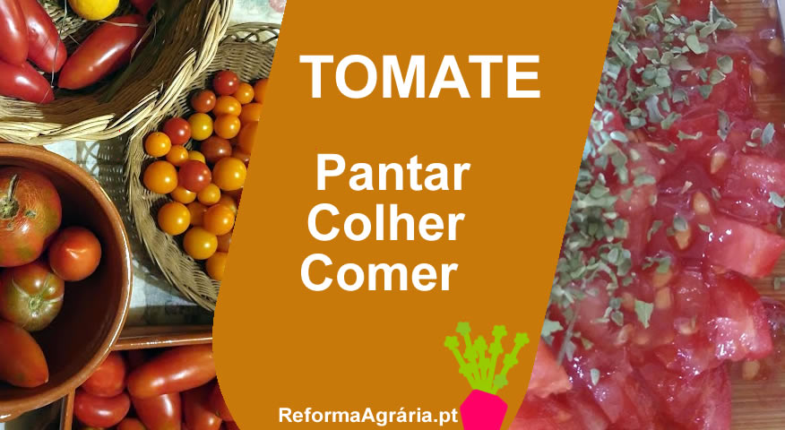 Manual para Plantar Tomates - Como Semear, Plantar, Colher e Cuidar do Seu Tomateiro