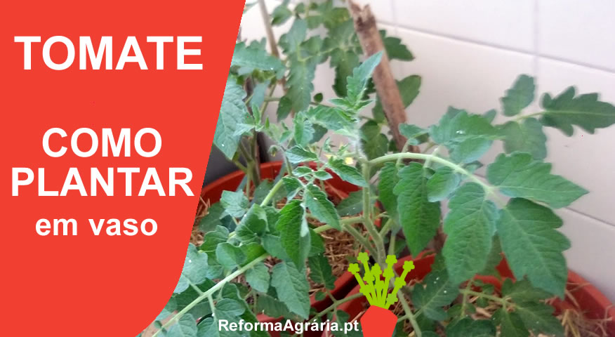 Manual para Plantar Tomates - Como Semear, Plantar, Colher e Cuidar do Seu Tomateiro