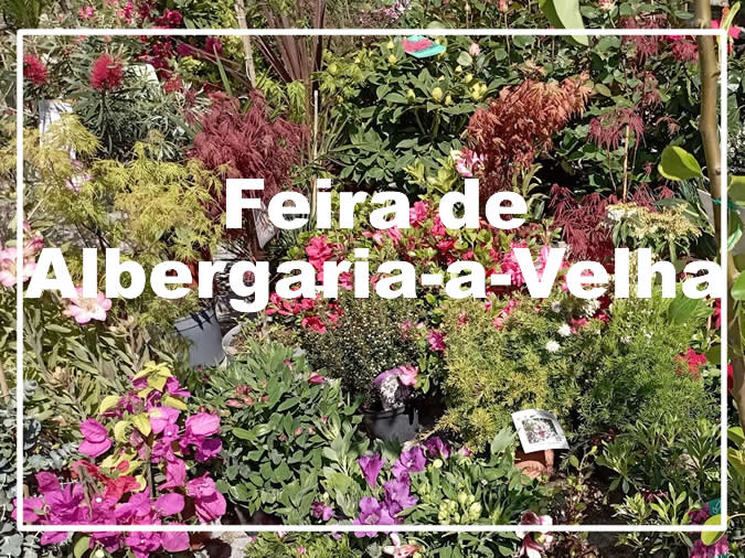 Feira de Albergaria-a-Velha