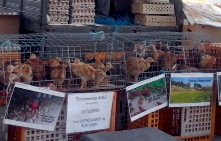 Feira Livre De Bragan a Feira Local Distrito De Bragan a Concelho 