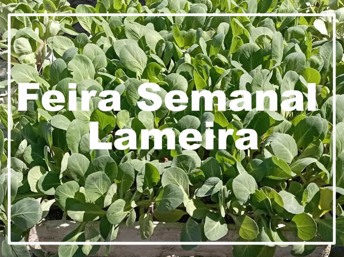 Feira Semanal da Lameira - Vila do Conde