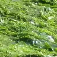 Algas Verdes