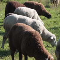 Carne de ovino